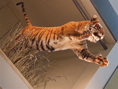 Museum of Natural History, Washington D.C. | A tiger leaping… | Flickr