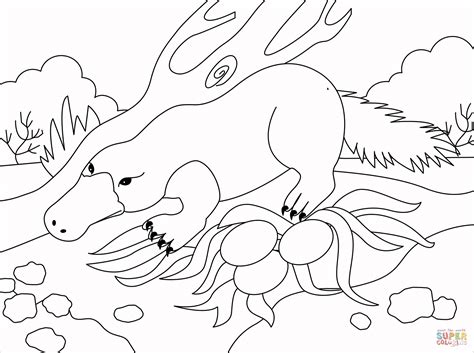 Platypus coloring page | Free Printable Coloring Pages