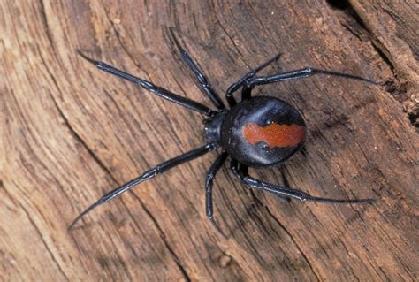 Redback Spider - The Australian Museum
