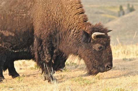 Encounters With Bison (American Buffalo) | Wildlifewatcher's Blog