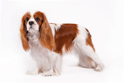 What is the most royal dog? Here’s What to Expect – KeepingDog