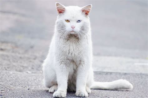 Free Images : white, animal, cute, pet, portrait, kitten, posing, eyes, whiskers, kitty ...