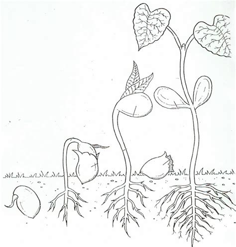 Life Cycle Of A Plant Coloring Page - Coloring Home