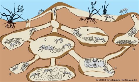 Art:An ant colony has several entrances (A), leading to a variety of ...