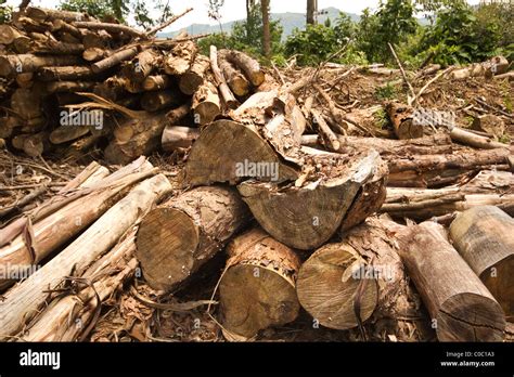 Eucalyptus firewood Stock Photo - Alamy