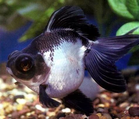 Black Panda Goldfish at best price in Thane | ID: 4935320862