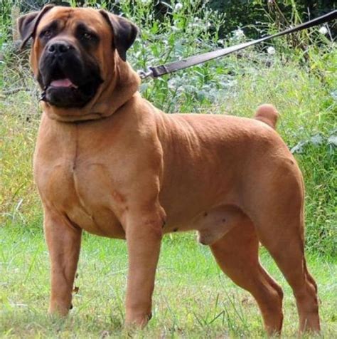 Boerboel Dogs Or Puppies for sale in Roodeplaat|Linden|Piketberg | Pets ...