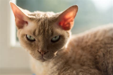 Ugly Cat Breeds: 3 That Make Lovely Pets - PD Insurance NZ