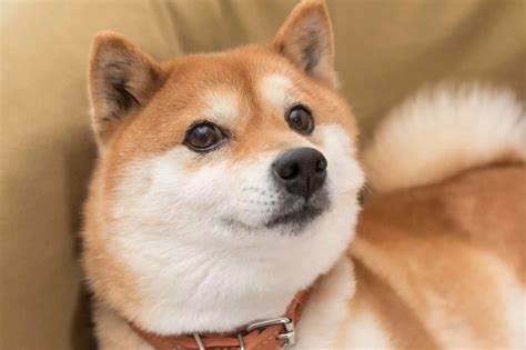 Shiba Inu Coin : Avis et analyse technique de la crypto SHIB, est ce le moment d'acheter ...