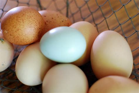 Our First Blue Chicken Egg! | Daddy's Tractor