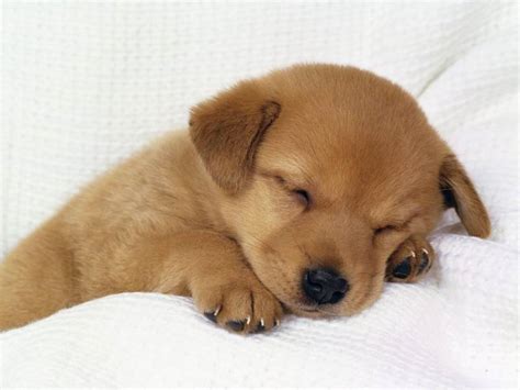 Bebe chien qui dort trop mignon fond blanc - Fonds écran