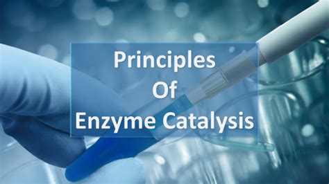 Principles of Enzyme Catalysis – Creative Enzymes Blog