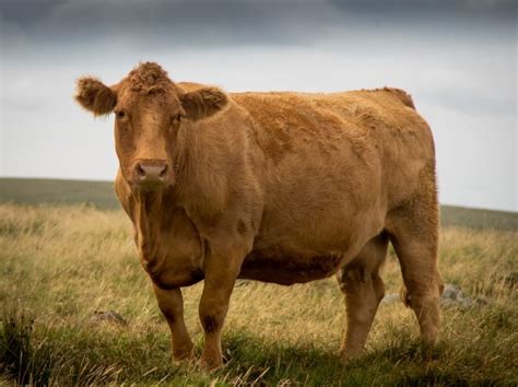 South Devon Cattle Breed: Facts, Pictures, Uses, Origins & Characteristics | Animal World