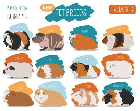 Guinea Pig Breeds, Colors and Patterns Explained [With Pictures ...