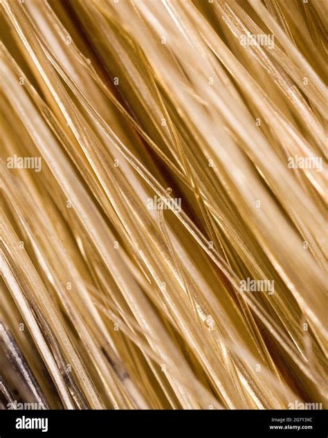Close up paint brush bristles Stock Photo - Alamy