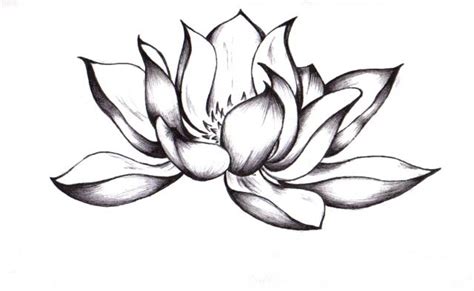 Realistic Lotus Flower Drawing at GetDrawings | Free download