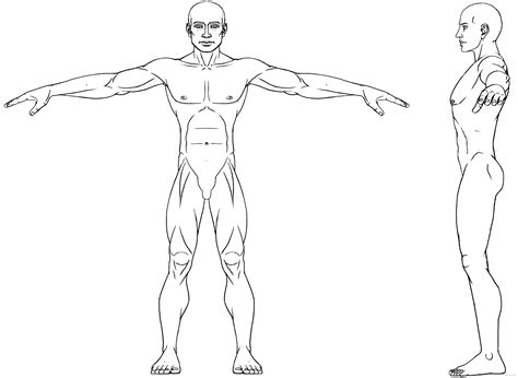 body ref drawing | Human body drawing, Cartoon body, Body drawing