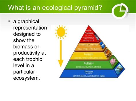 Ecological Pyramids, Food Chain and Food Web