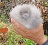 Record breeding season for the endangered Bermuda Petrel - BirdGuides