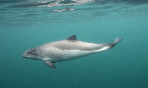 Three harbour porpoises killed every day in the UK | WWF