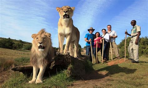 Walk with Lions South Africa