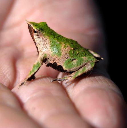 Chile Darwin's frog aka Northern Darwin's frog, endemic to central ...