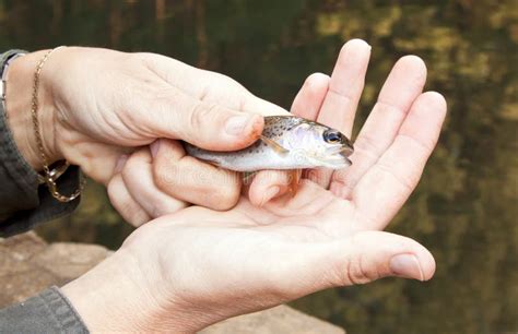 Wild baby trout stock photo. Image of fish, science, rainbow - 16696152