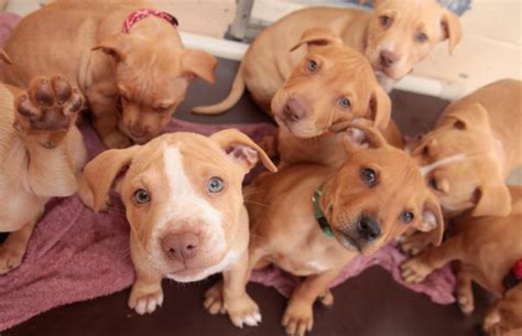 Pitbull Puppy Adoption | Best Friends Animal Society