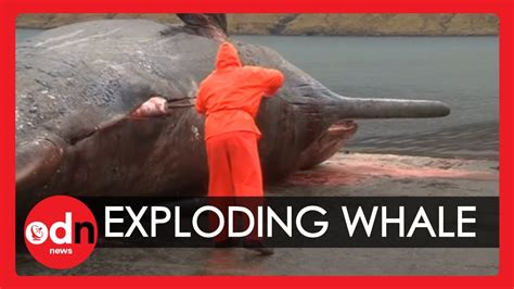 Exploding sperm whale carcass caught on camera in the Faroe Islands - YouTube