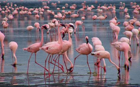 Birds of Lake Naivasha National Park | Kenya Safari Destinations