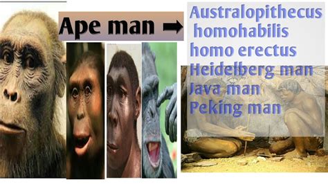 evolution | Stages of human evolution | Ape man | Phylogeny of Man - YouTube