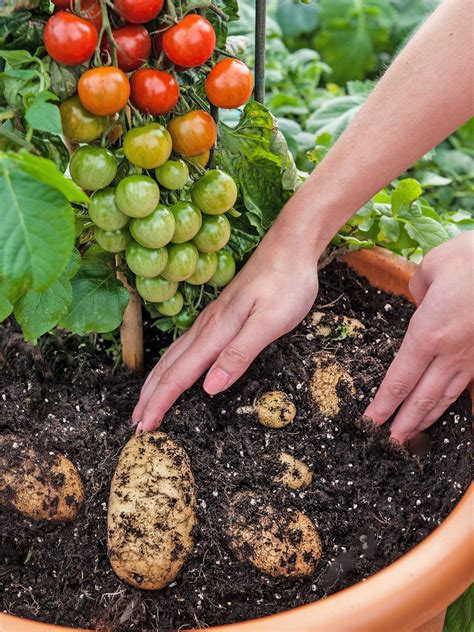 Tomtato - This plant grows Tomatoes and Potatoes at the same time - Illuzone