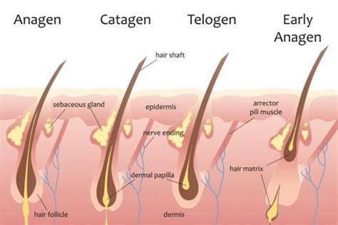 What is Telogen Effluvium? – Hair Loss Clinic | PRP, Laser Light Therapy Men & Women