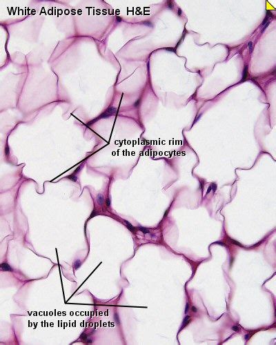 adipose connective tissue | Basic anatomy and physiology, Adipose ...