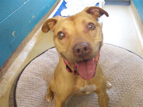 Dog for adoption - Madison, a Pit Bull Terrier in Trumbull, CT | Petfinder