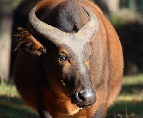 13 Wild Animals in Sierra Leone [Wildlife in Sierra Leone] - Kevmrc