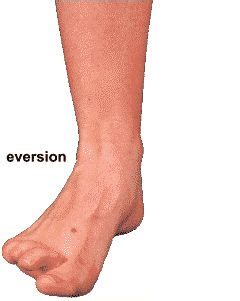 eversion anatomy - Google Search | Foot health