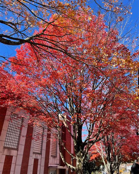 Spotted: stunning fall foliage in Asheville, NC ️‍🔥 in 2022 | Foliage ...