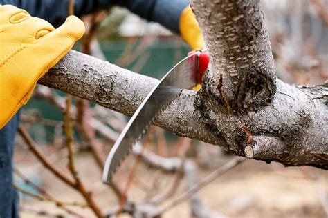 How to Use a Pruning Saw for Trees and Shrubs