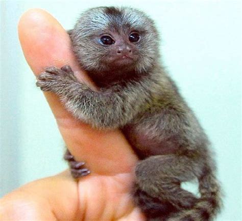 Do Pocket Monkeys Make Good Pets - Pets Retro