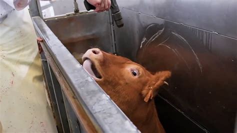 Heartbreaking video shows a calf begging a slaughterhouse worker not to kill him. Watch how the ...