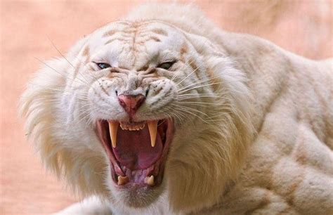 Mountain Lion with teeth growing on head : natureismetal