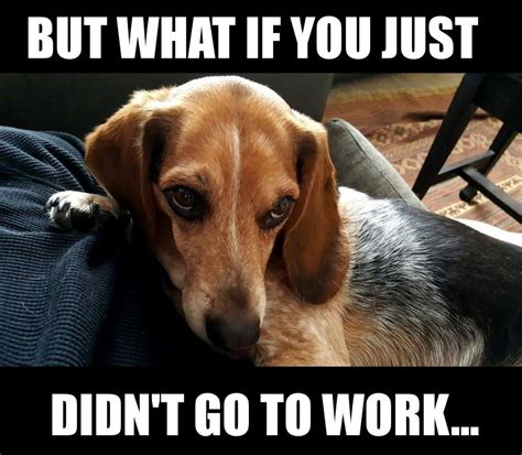 23 funny beagle memes that will make you laugh non-stop