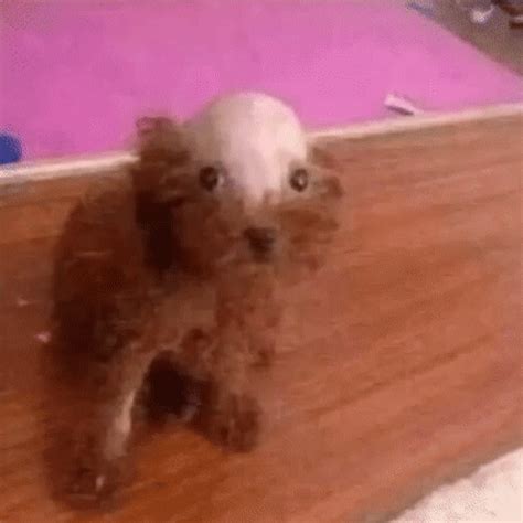 Dog Dog Fried Chicken GIF - Dog Dog Fried Chicken Dog Bald - Discover & Share GIFs