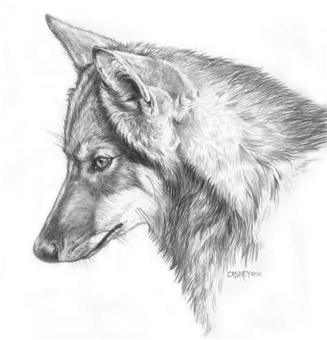 Wolf Profile Drawing at PaintingValley.com | Explore collection of Wolf ...