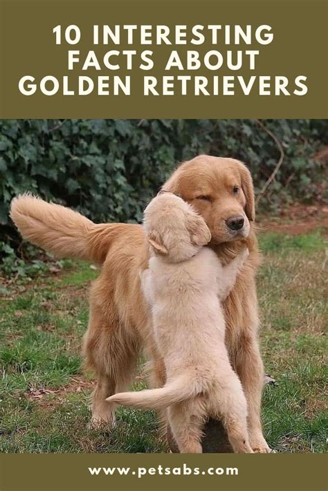 10 Interesting Facts About Golden Retrievers | Dog facts, Golden ...