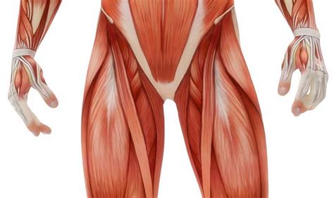 Diagram Of Male Groin Area Groin Muscle Injuries Anatomy Dr Mel | Images and Photos finder