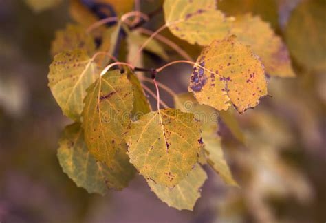 Aspen Leaves in Autumn Close –up View, Autumn Aspen Leaves on a Branch ...