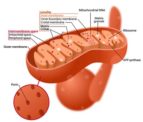 //shewrites.blogspot.in/: 5. cell organelles: Mitochondria