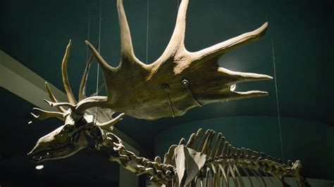 It Had the Biggest Antlers Ever Found. Were They Weapons? - The New ...